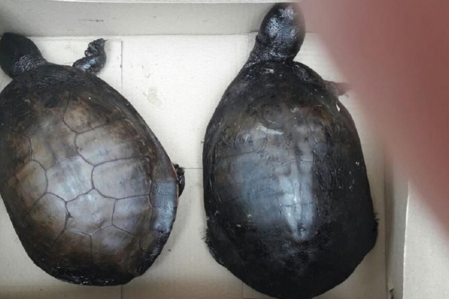 Lamentable hallazgo en Berisso: rescataron tortugas empetroladas cerca de la refinería de YPF