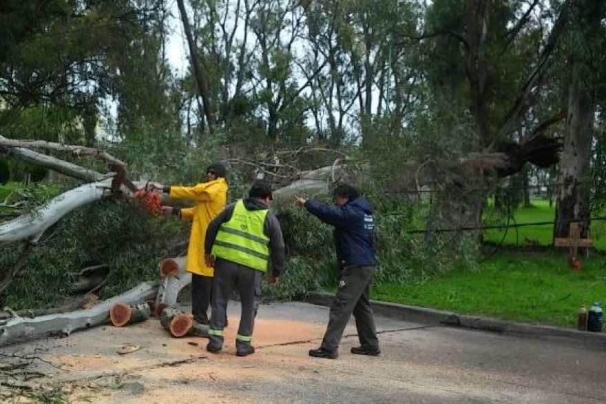 Por los fuertes vientos, el Municipio de La Plata mantiene operativo de monitoreo y asistencia