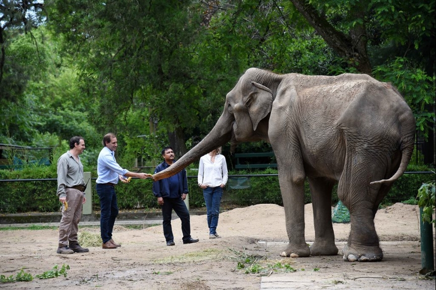 Experto hindú evaluó a la elefanta Pelusa: resultado positivo, esperan poder trasladarla pronto