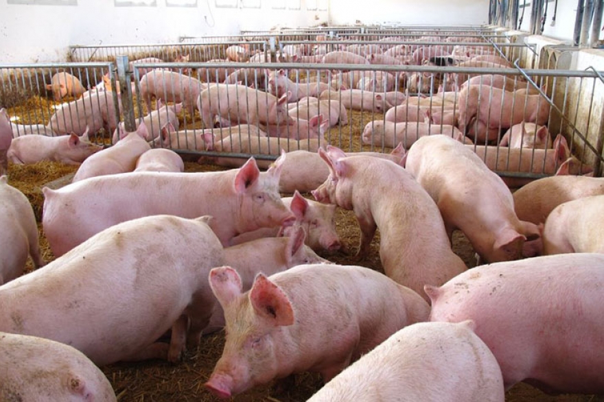 Diputados opositores impulsan proyecto para frenar la crisis en la producción porcina