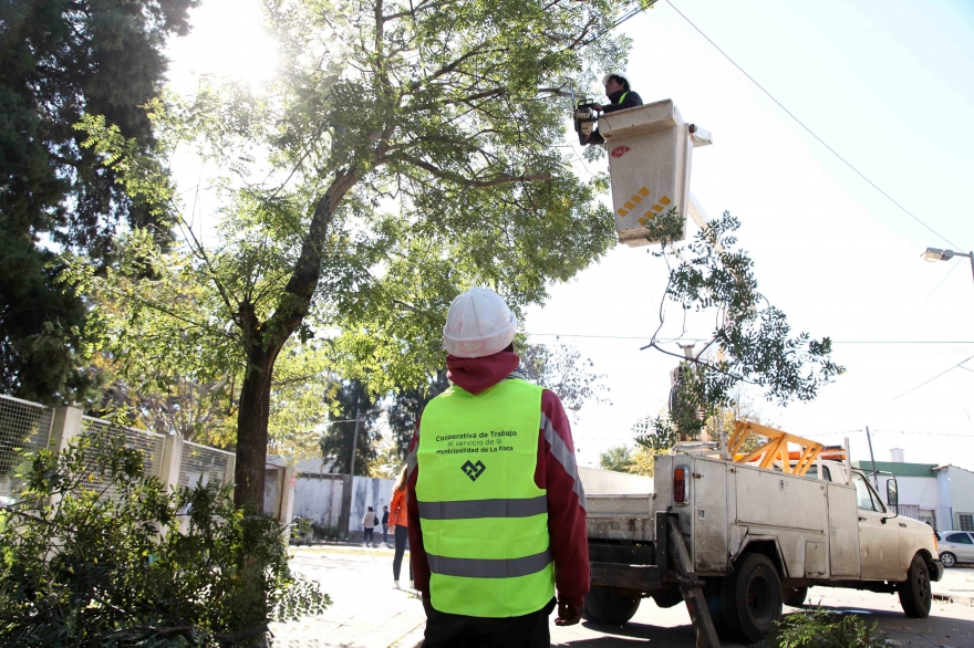 Avanza la poda de árboles en La Plata: el Municipio alcanzó el 50 por ciento del objetivo planificado