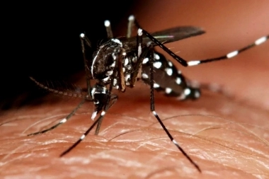 En el AMBA: descubrieron una población de súper mosquitos resistentes a insecticidas