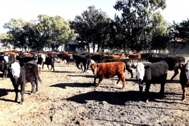 Reunión de la Mesa Provincial de Carnes: innovación productiva, sanidad y digitalización