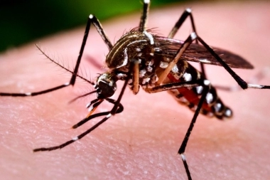 Con Pergamino como epicentro, ascienden los casos de chikungunya confirmados en la Provincia