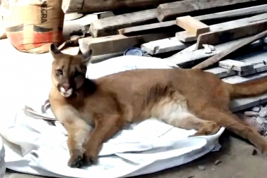 Estupor y sorpresa: encontraron a un puma adentro de un galpón de La Plata