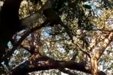 Insólito: hallaron un mono en la vía pública en La Plata y causó furor entre los vecinos