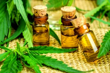 Avanza en Diputados de la Provincia el proyecto de Ley sobre uso medicinal del cannabis