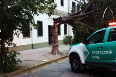 Videos y fotos de los efectos que dejaron los fuertes vientos en La Plata