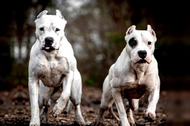 Qué dijo el Municipio de Suárez sobre la polémica por los perros en la calle