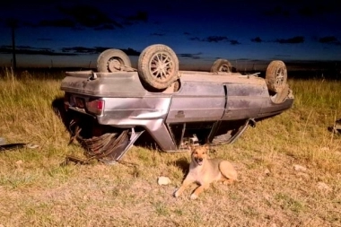 Volcó con el auto y su perro fiel se quedó hasta que lo rescataron