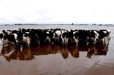 Piden la Emergencia Agropecuaria en General Villegas por las inundaciones