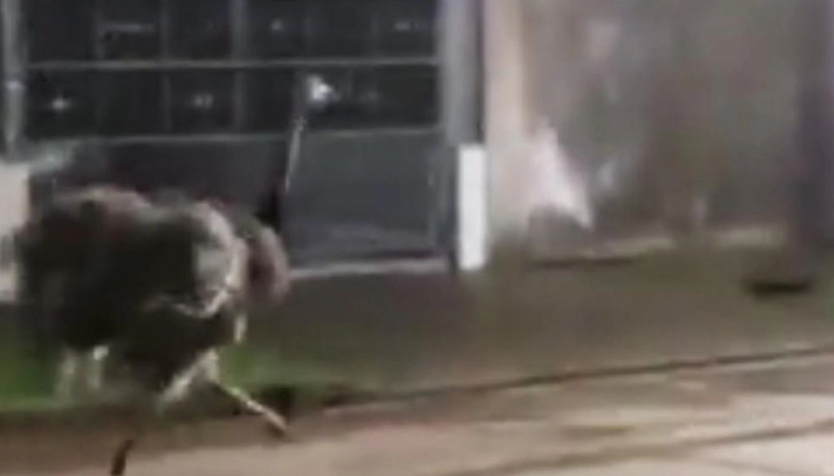 Video: revuelo por la aparición de un ñandú en plena calle por General Rodríguez
