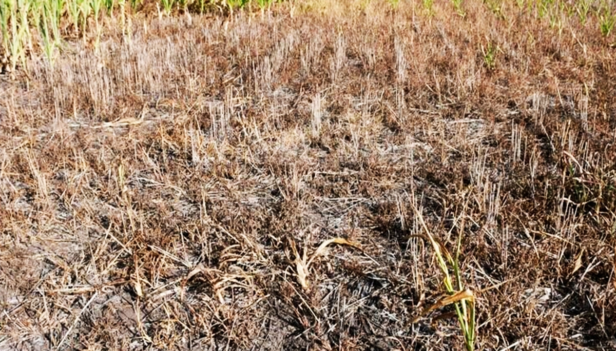 Kicillof declaró el estado de Emergencia Agropecuaria para 33 municipios bonaerenses