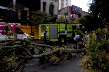 Pleno centro de La Plata: se cayó una rama, golpeó a una mujer y aplastó una moto