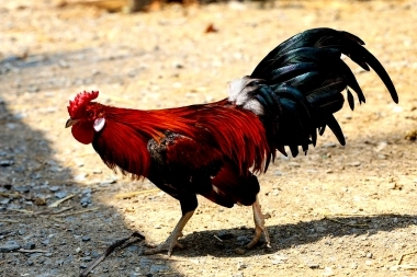 Luego de una balacera y por una denuncia anónima, acabaron con una riña de gallos
