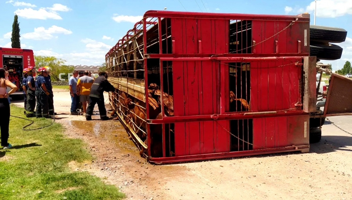 Volcó un camión jaula: luego de un trabajoso rescate salvaron alrededor de 100 vacunos