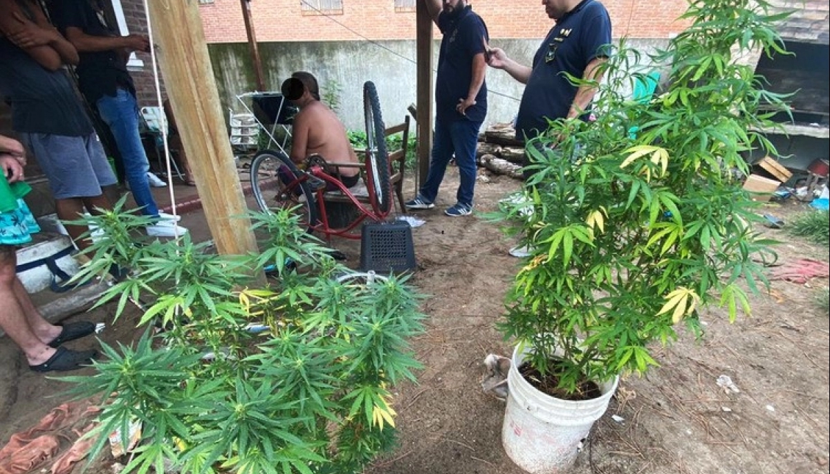 Villa Gesell: cayó "Miguelito", hacía delivery de estupefacientes y en la casa cultivaba marihuana