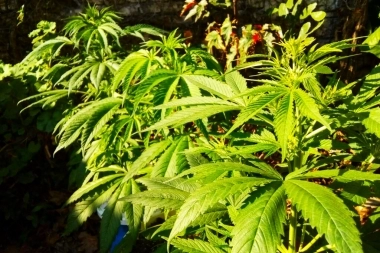 Mala cosecha: lo arrestaron cuando robaba plantas de marihuana en un techo