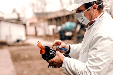 Senasa actualizó sus medidas contra la Gripe Aviar: prohíbe ferias y eventos con aves