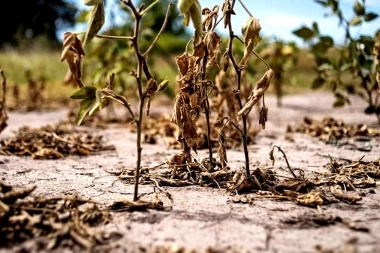 El Gobierno bonaerense extendió la emergencia agropecuaria por sequía en la provincia