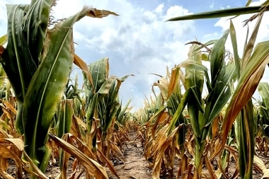 Emergencia Agropecuaria: Nación declaró el estado de emergencia en 68 distritos bonaerenses