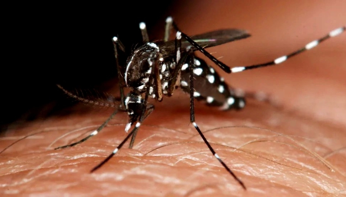 En el AMBA: descubrieron una población de súper mosquitos resistentes a insecticidas