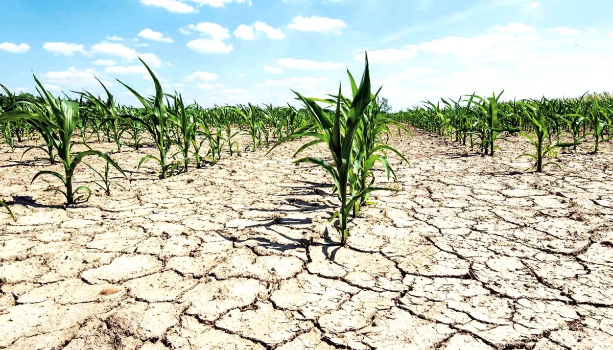 Se prorrogó la emergencia agropecuaria en cuatro municipios bonaerenses