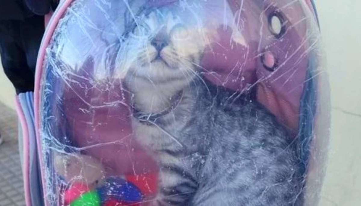 Hay gato encerrado: una joven llevó al "michi" en la mochila y no la dejaron pasar al cuarto oscuro