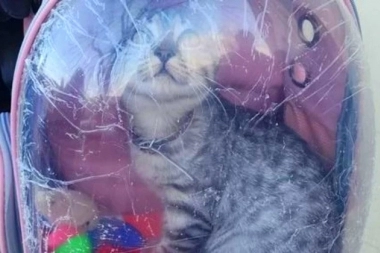 Hay gato encerrado: una joven llevó al "michi" en la mochila y no la dejaron pasar al cuarto oscuro