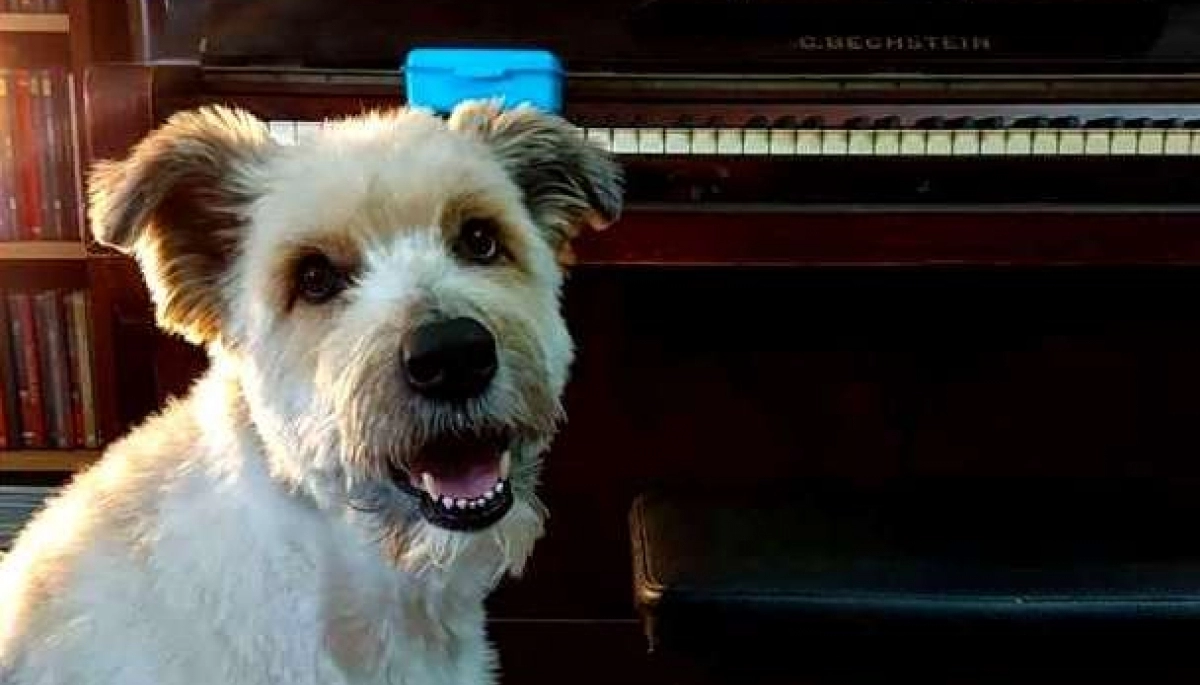 Viral en TikTok: increíble, mirá el perro que canta “La lechuza”