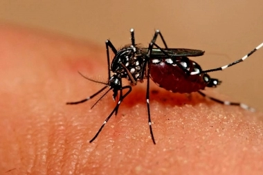 Provincia alertó por un caso de dengue autóctono registrado en municipio bonaerense