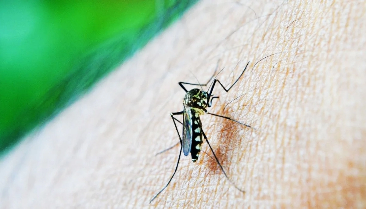 Alerta dengue: Kreplak pidió extremar las medidas de prevención en la Provincia