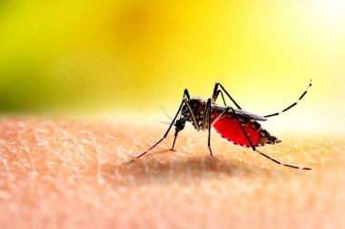 El Municipio de La Plata repartirá un repelente contra mosquitos de fabricación propia