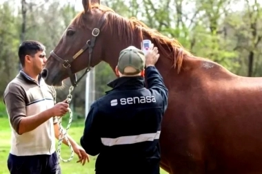 Cuáles son los 9 municipios bonaerenses que registraron casos de encefalitis equina