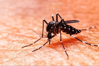 La Plata: falleció un vecino con un cuadro de dengue y la Municipalidad refuerza los operativos