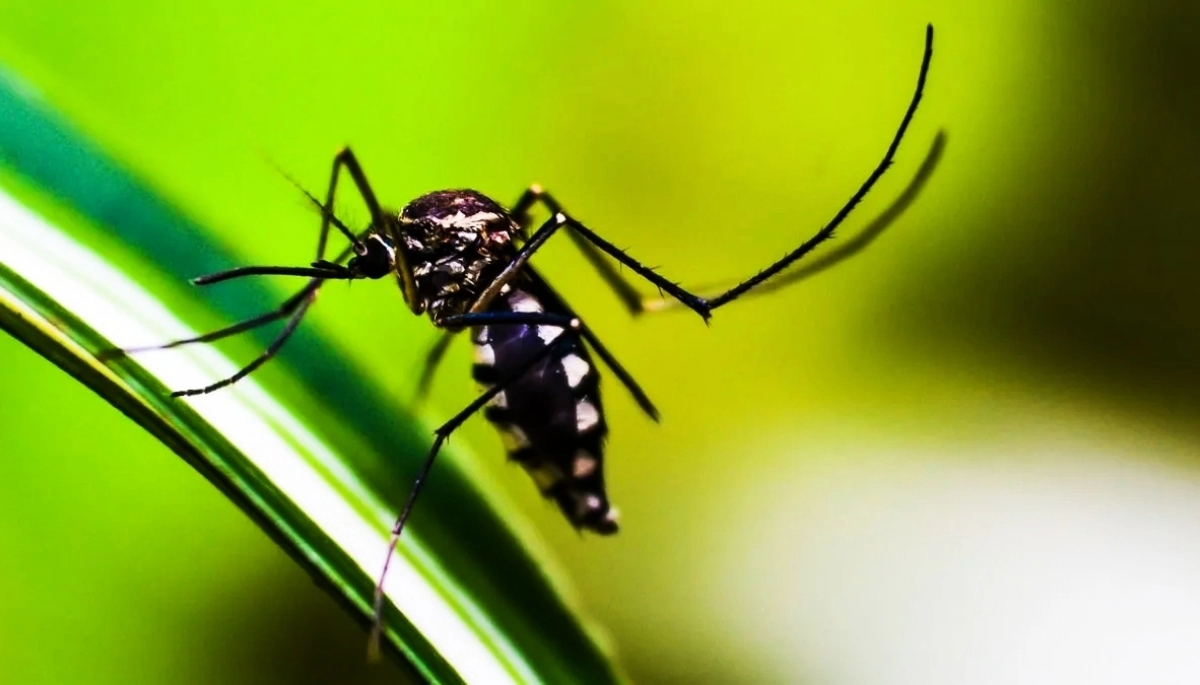 Alerta dengue: en la Provincia, hay 29 municipios con brotes y 11 víctimas fatales