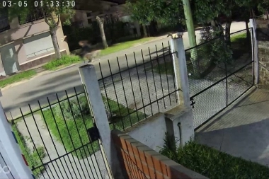 Berazategui salvaje: dos bestias salen a cazar y matar gatos con una jauría de perros