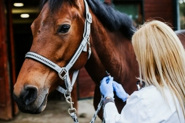 La Provincia en alerta por la Encefalitis Equina: hay 34 municipios con casos confirmados