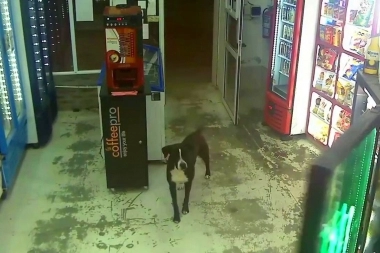Detuvieron a dos sujetos que habrían robado un kiosco y los delató su perro