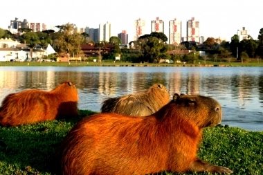 “No solo Conan necesita protección”: legisladora bonaerense presentó proyecto para proteger a carpinchos