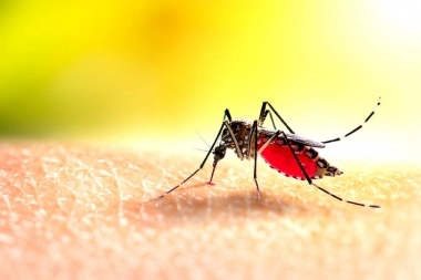 Luego de una temporada con récords negativos, Provincia dio por cerrado el brote de dengue
