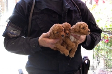 Maltrato animal: desbarataron un criadero ilegal y rescataron más de 50 Caniches Toy