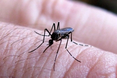 A la espera de la campaña de vacunación, se conoció el primer caso de dengue autóctono en Provincia