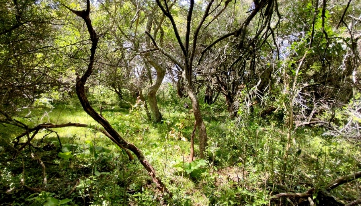 La Provincia acudirá a la Corte Suprema en busca de recuperar fondos para los bosques nativos