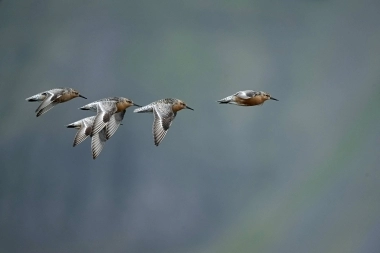 La Albufera de Mar Chiquita se prepara para organizar el 7º Festival de Aves Migratorias