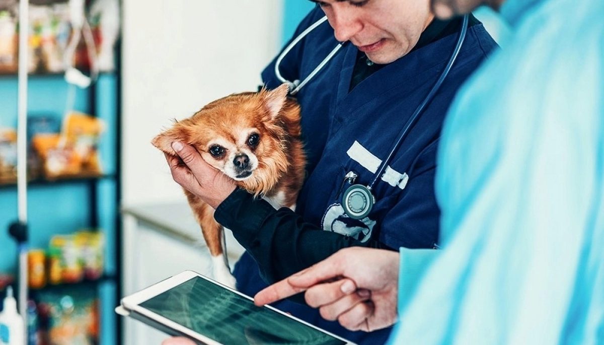 Lordén se reunió con autoridades de Círculos Veterinarios y profesionales autoconovcados