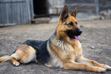 El mejor amigo en La Plata: robaron el domingo, regresaron por más y el perro de la familia los puso en fuga