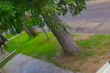 Motochorros descontrolados: a motoquero le pusieron un arma en la cabeza y una mujer fue arrastrada en la vereda