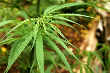 Diputados de Nación aprobó el uso medicinal y terapéutico de la planta de cannabis