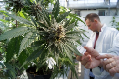 La UNLP afirma estar en condiciones de producir cannabis medicinal